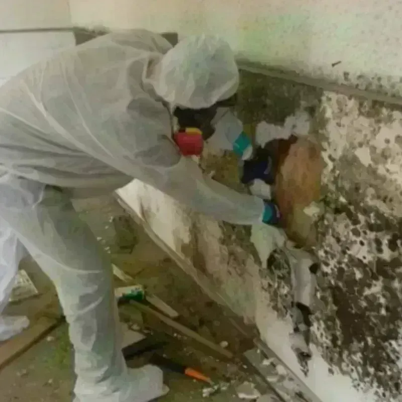 Mold Remediation and Removal in Fayette County, WV